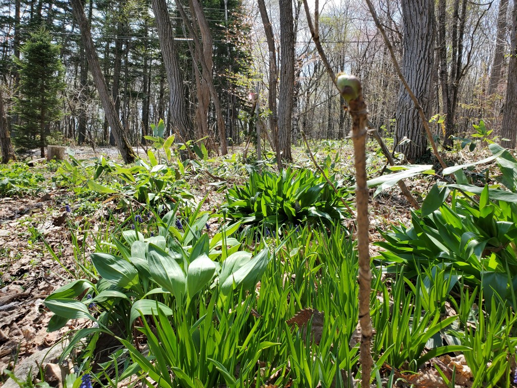 ギョウジャニンニクとタラ