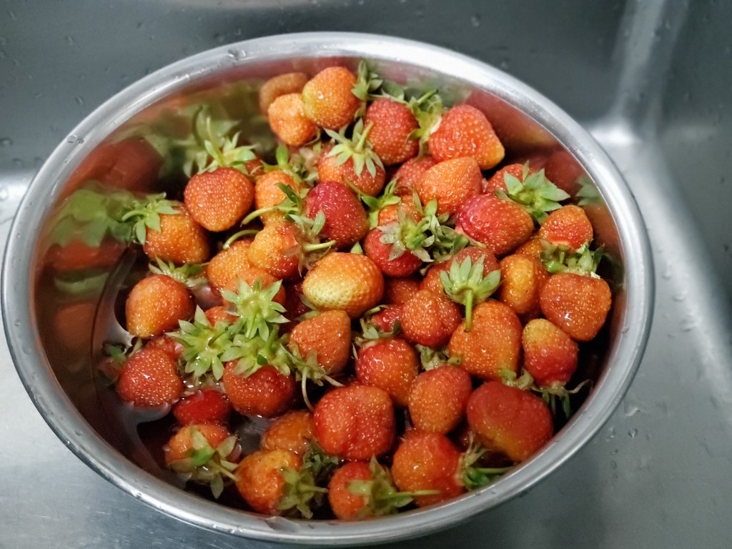 たくさん採れました！