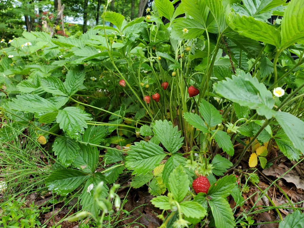 ワイルドストロベリー